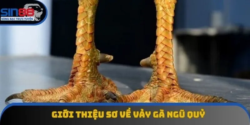 Vảy gà ngũ quỷ được săn lùng top đầu