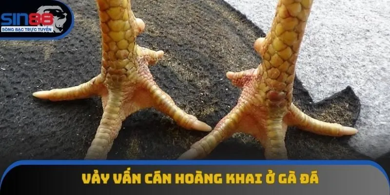 Nhận biết vảy gà vấn cán hoành khai Nhận biết vảy gà vấn cán hoành khai