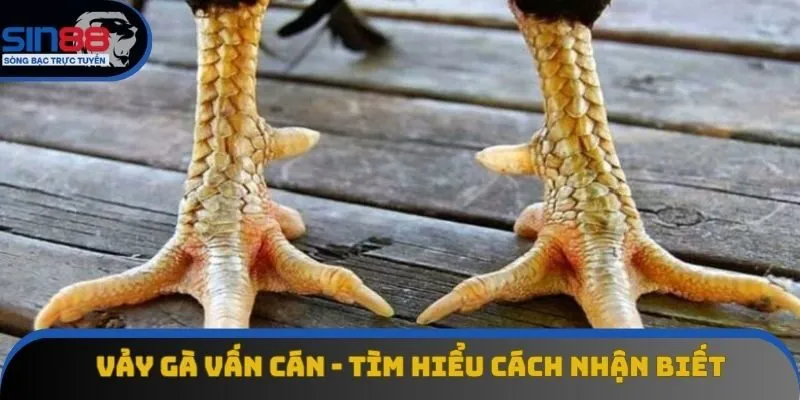 Vảy Gà Vấn Cán - Tổng Hợp Đặc Điểm Nhận Biết Cơ Bản